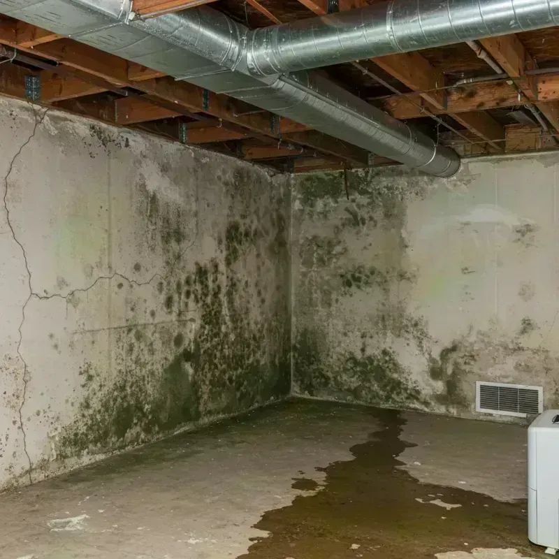 Professional Mold Removal in Portland, TX